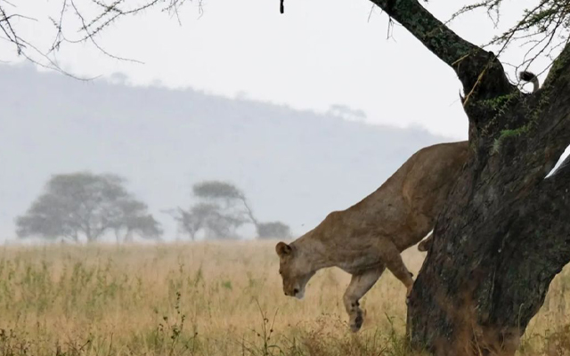 4 Days Tanzania Classic Wildlife Tour